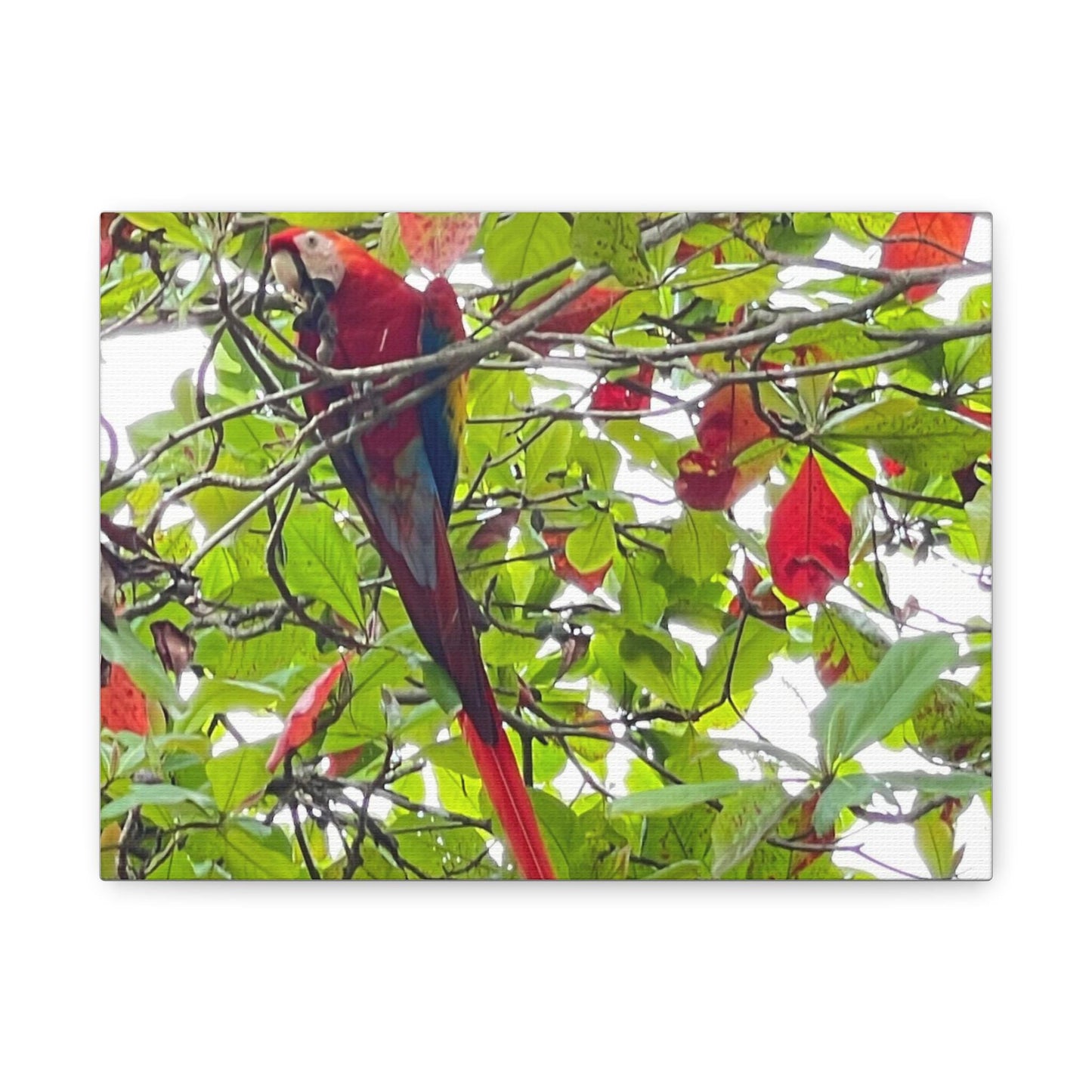 Scarlet Macaw Parrot Canvas