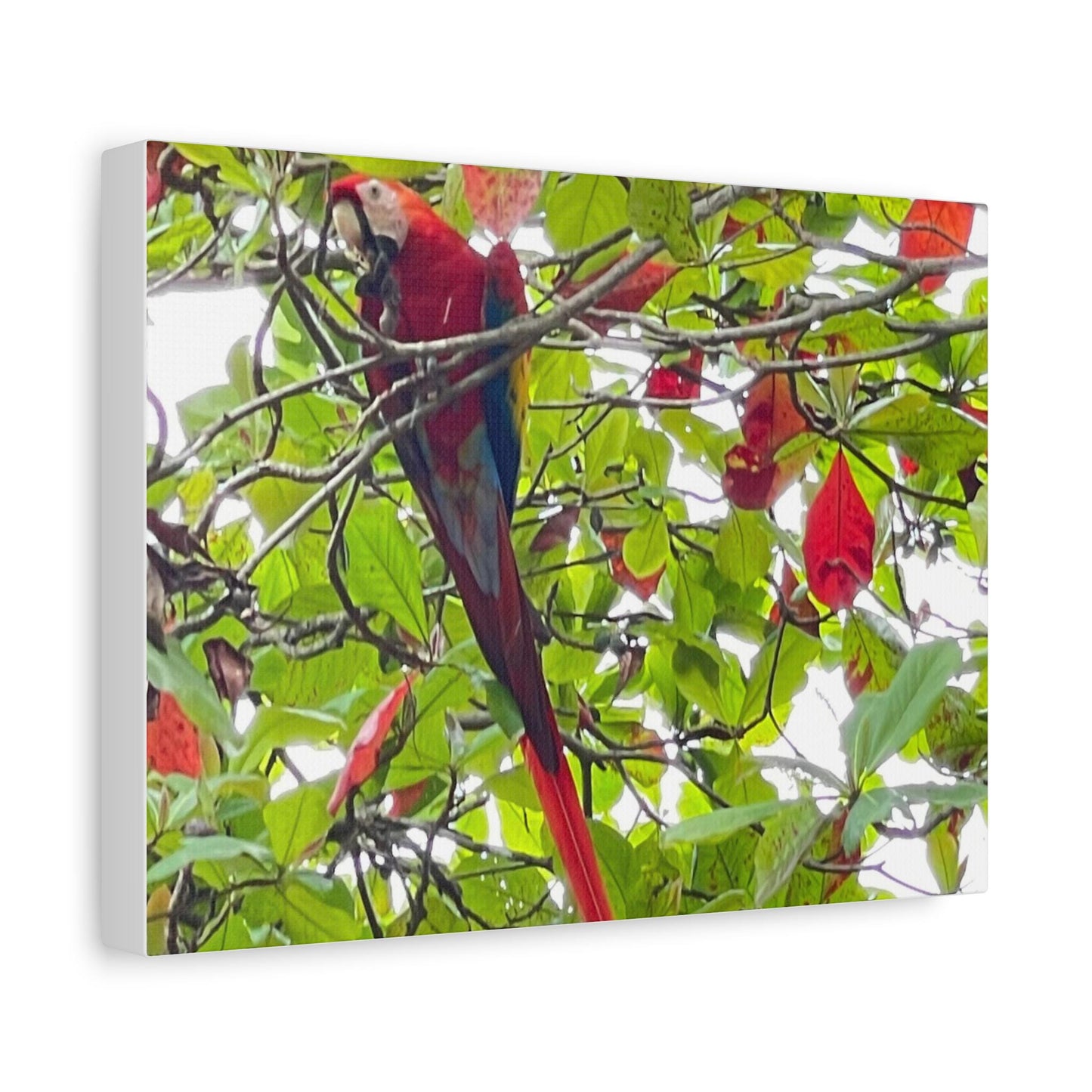Scarlet Macaw Parrot Canvas