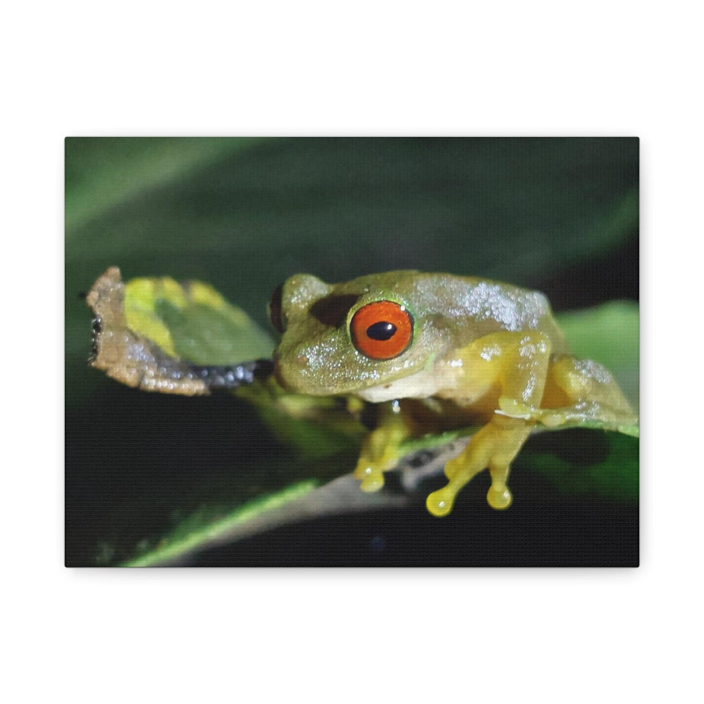 Copy of Red-Eyed Tree Frog Canvas | Matte Stretched Wall Art