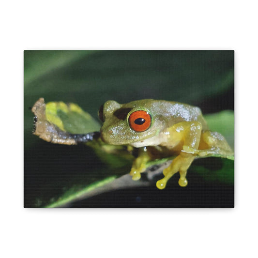 Copy of Red-Eyed Tree Frog Canvas | Matte Stretched Wall Art