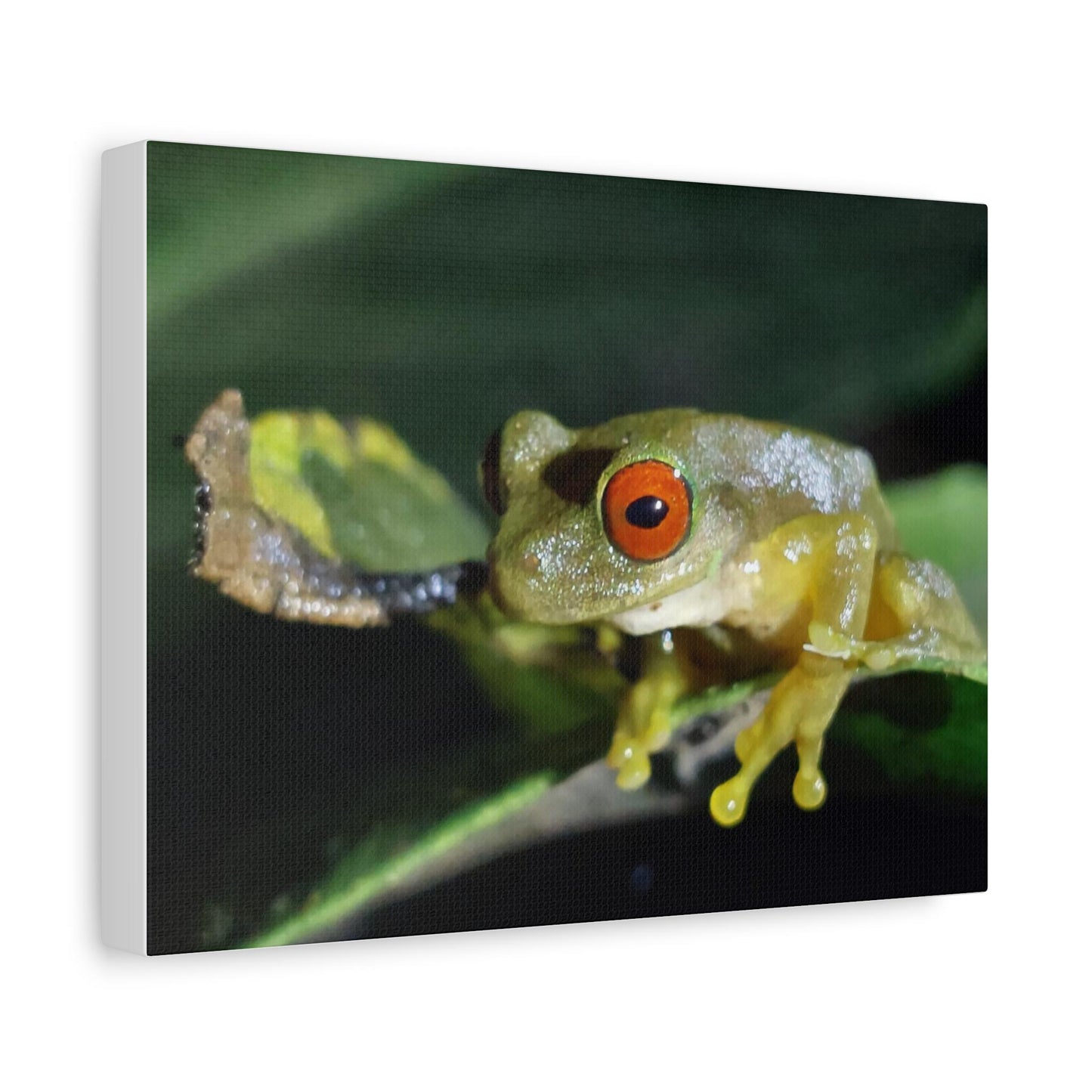 Copy of Red-Eyed Tree Frog Canvas | Matte Stretched Wall Art