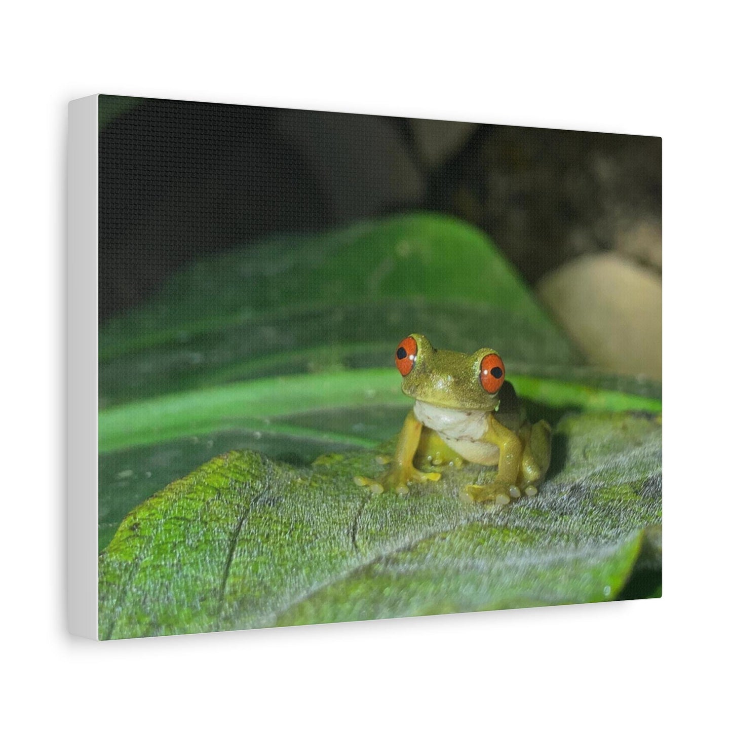 Red-Eyed Tree Frog Matte Canvas | Stretched Wall Art