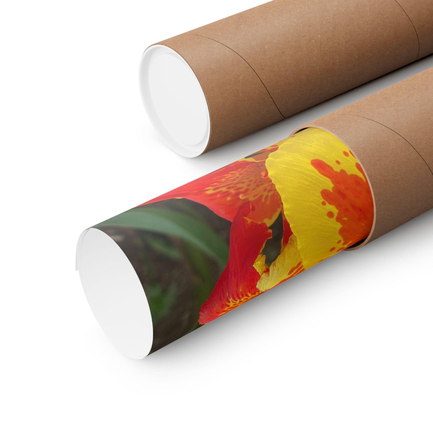 Yellow Red Canna Lily Matte Poster | Floral Wall Art, Botanical Print