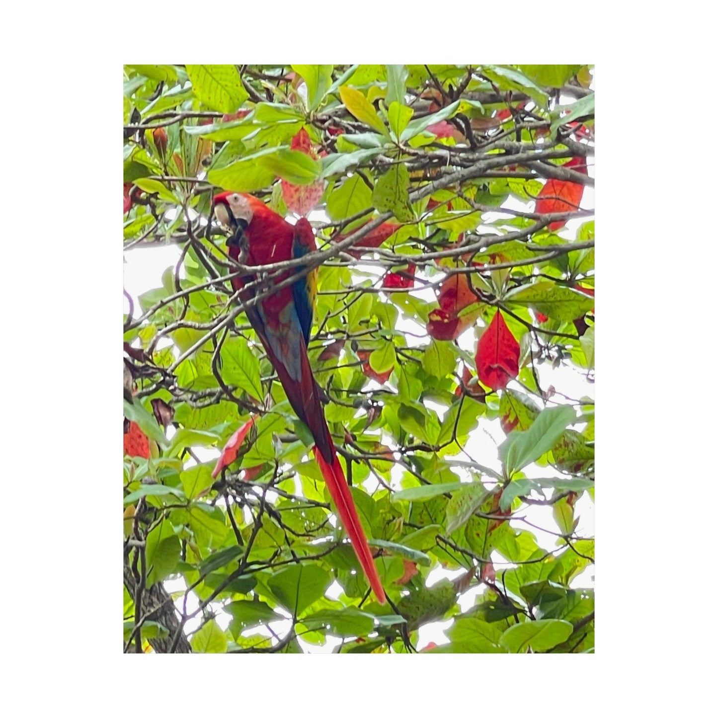 Scarlet Macaw Parrot Matte Vertical Poster | Tropical Bird Wall Art