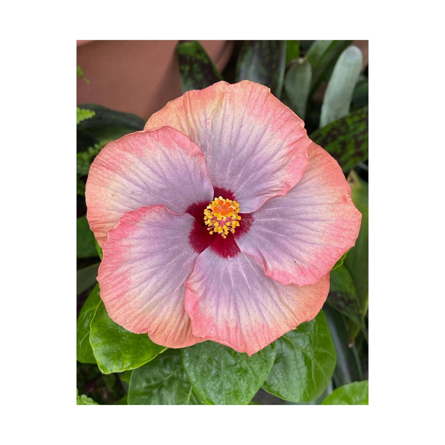 Pink Hibiscus Botanical Matte Poster | Vertical Flower Print