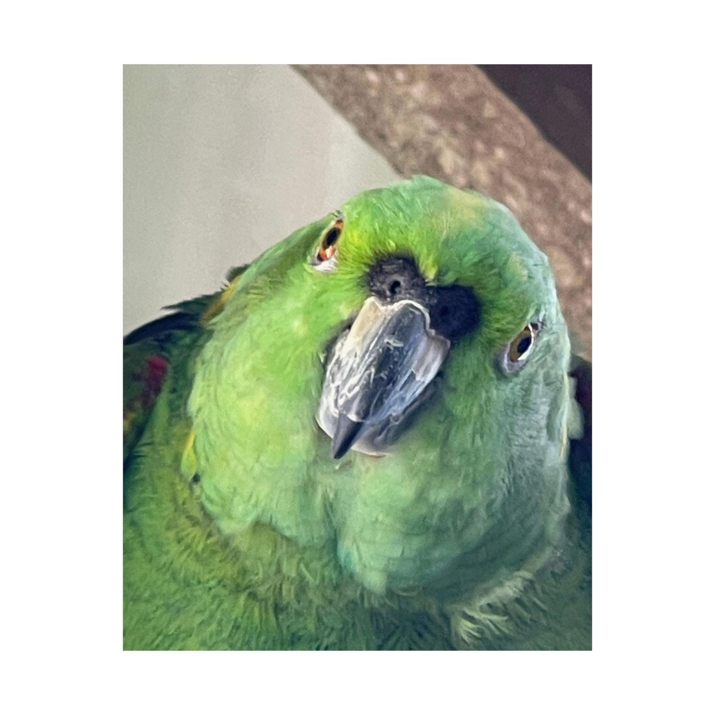 Green Parrot Portrait Matte Vertical Posters | Tropical Bird Wall Art