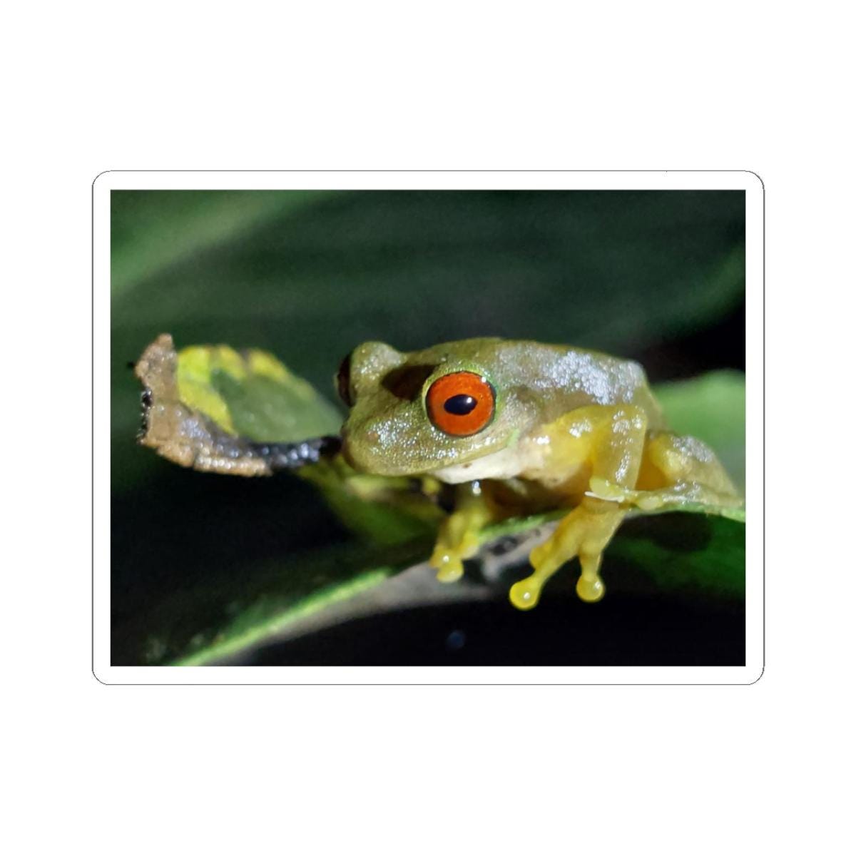 Red-Eyed Tree Frog Kiss-Cut Sticker | Waterproof Vinyl Sticker