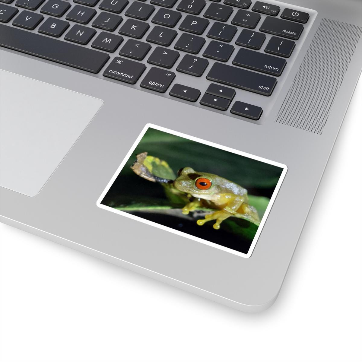 Red-Eyed Tree Frog Kiss-Cut Sticker | Waterproof Vinyl Sticker