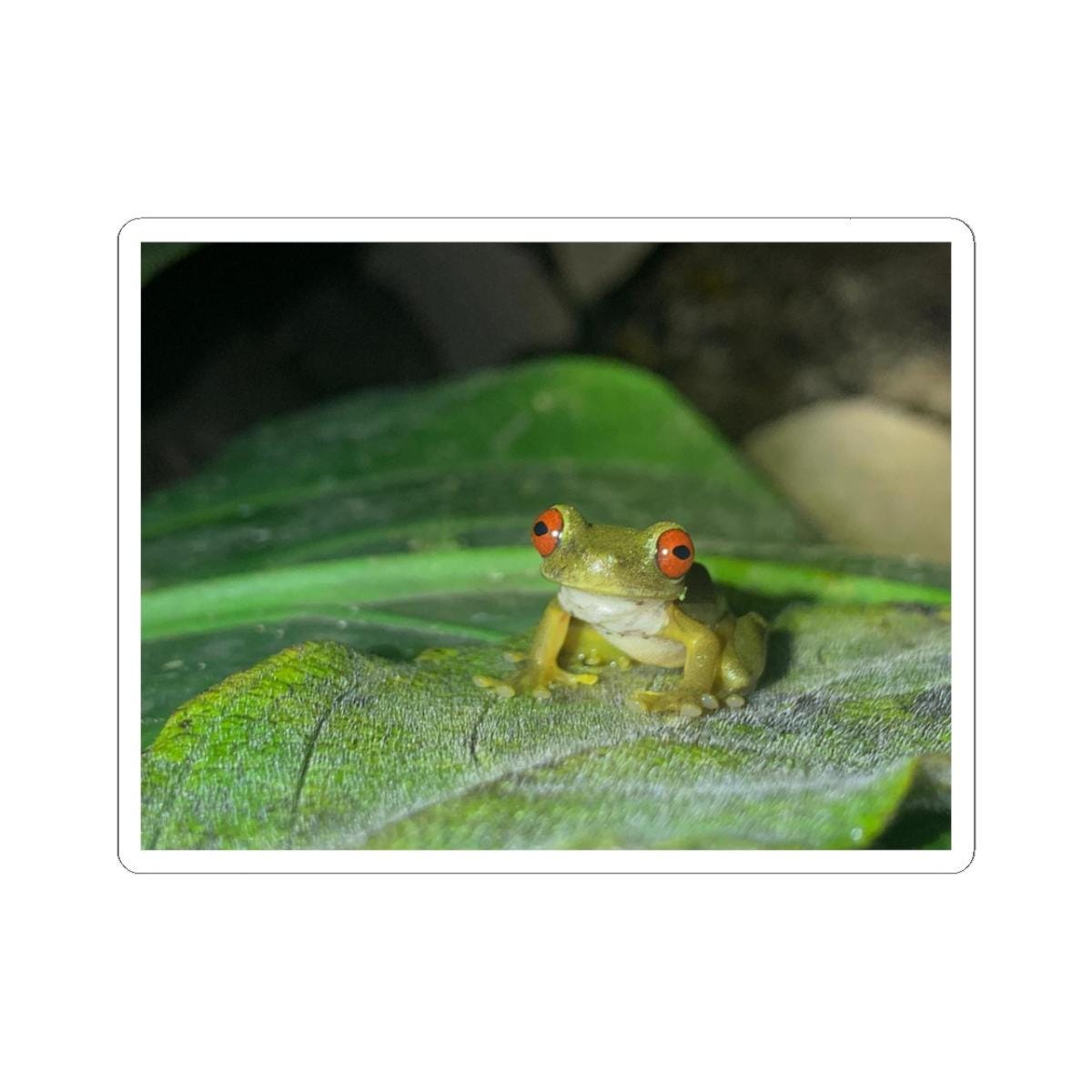 Red-Eyed Tree Frog Sticker | Kiss-Cut Vinyl Frog Laptop Decal