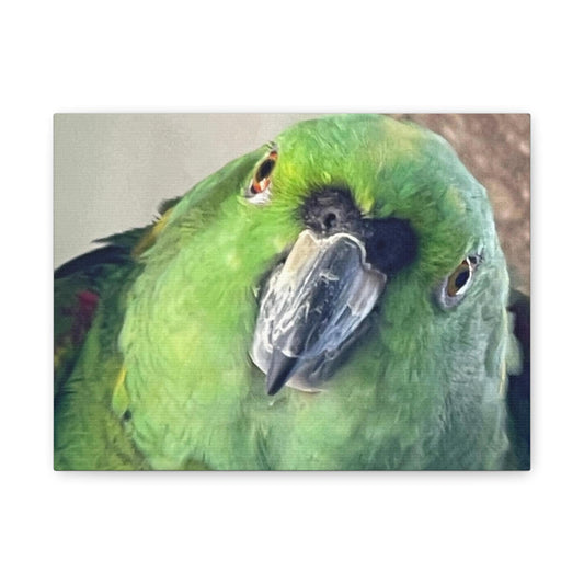 Green Parrot Portrait Matte Canvas