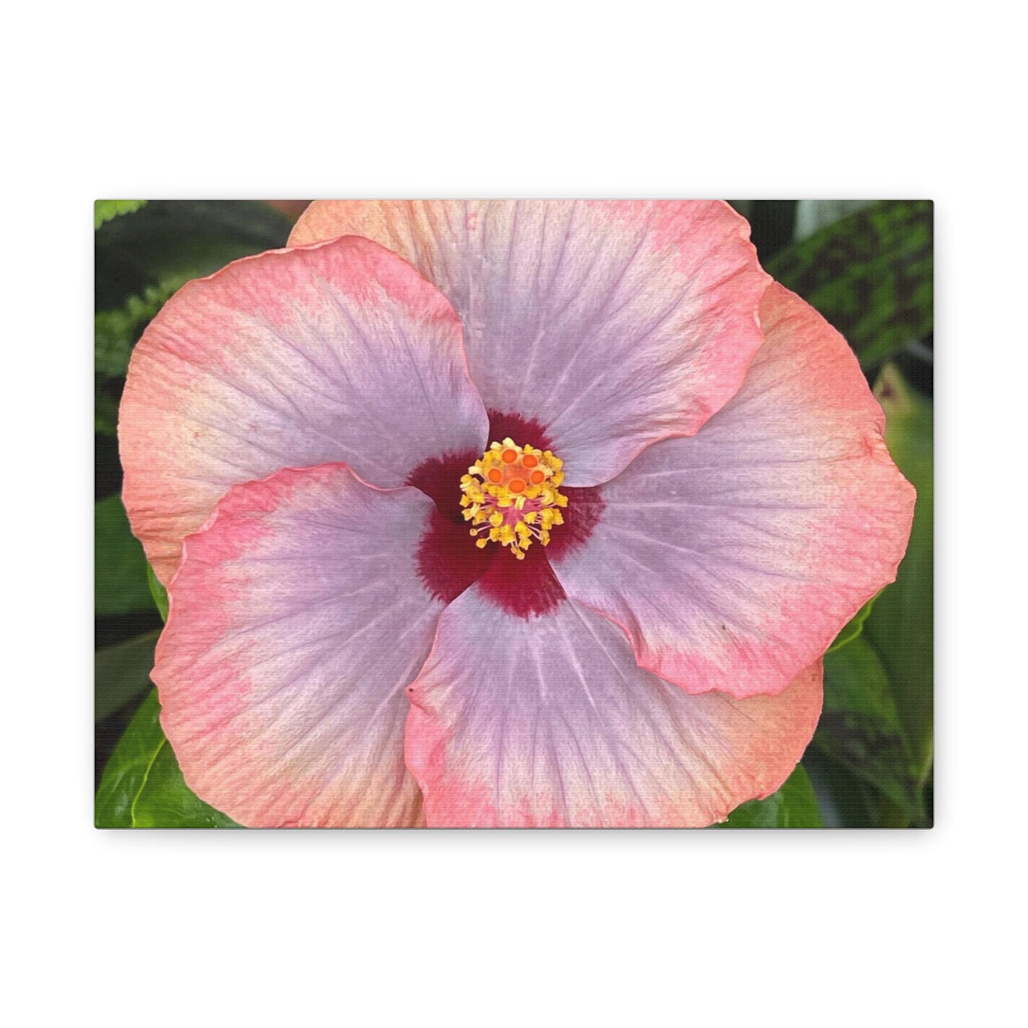Pink Hibiscus Flower Canvas Print | Matte Stretched Canvas