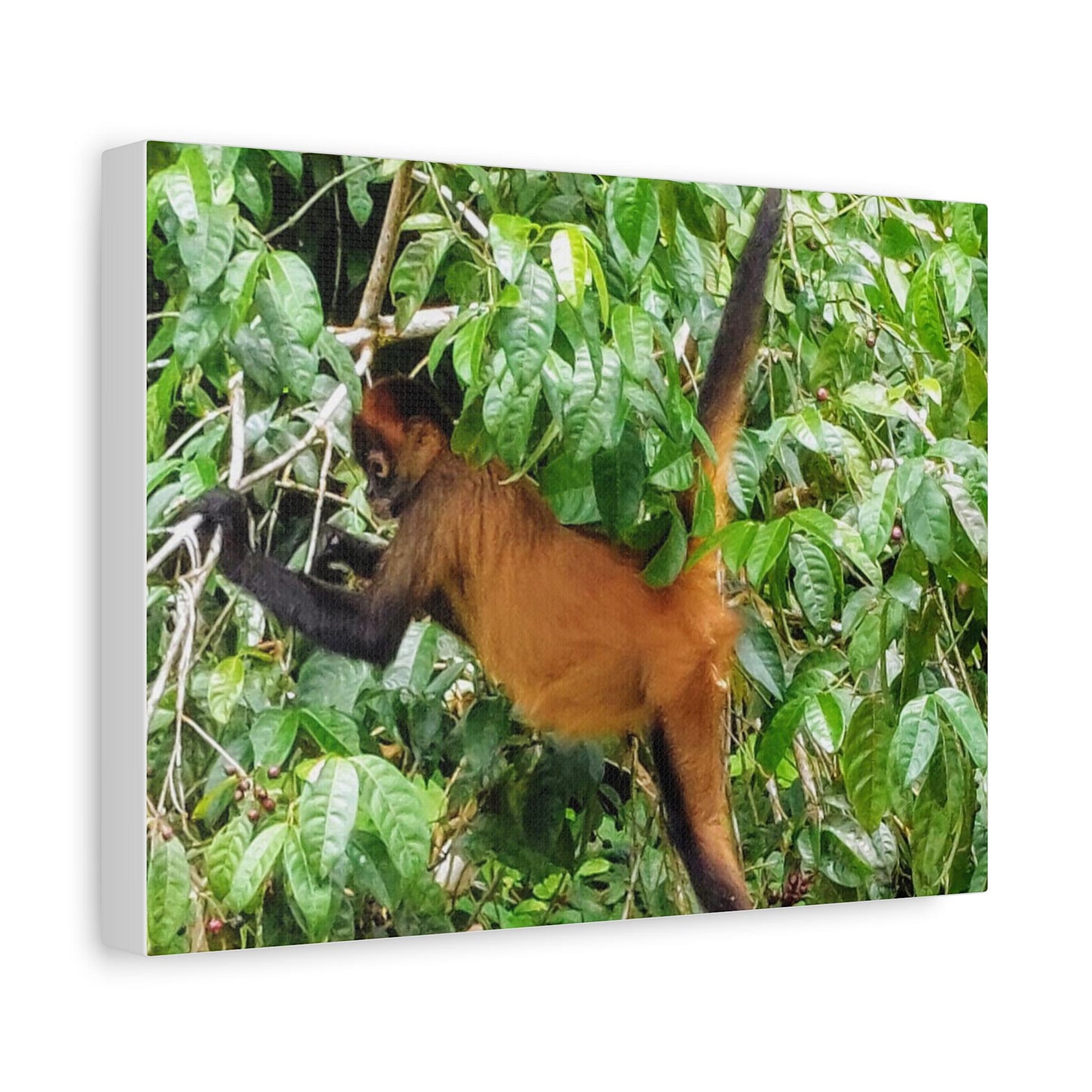 Howler Monkey Canvas