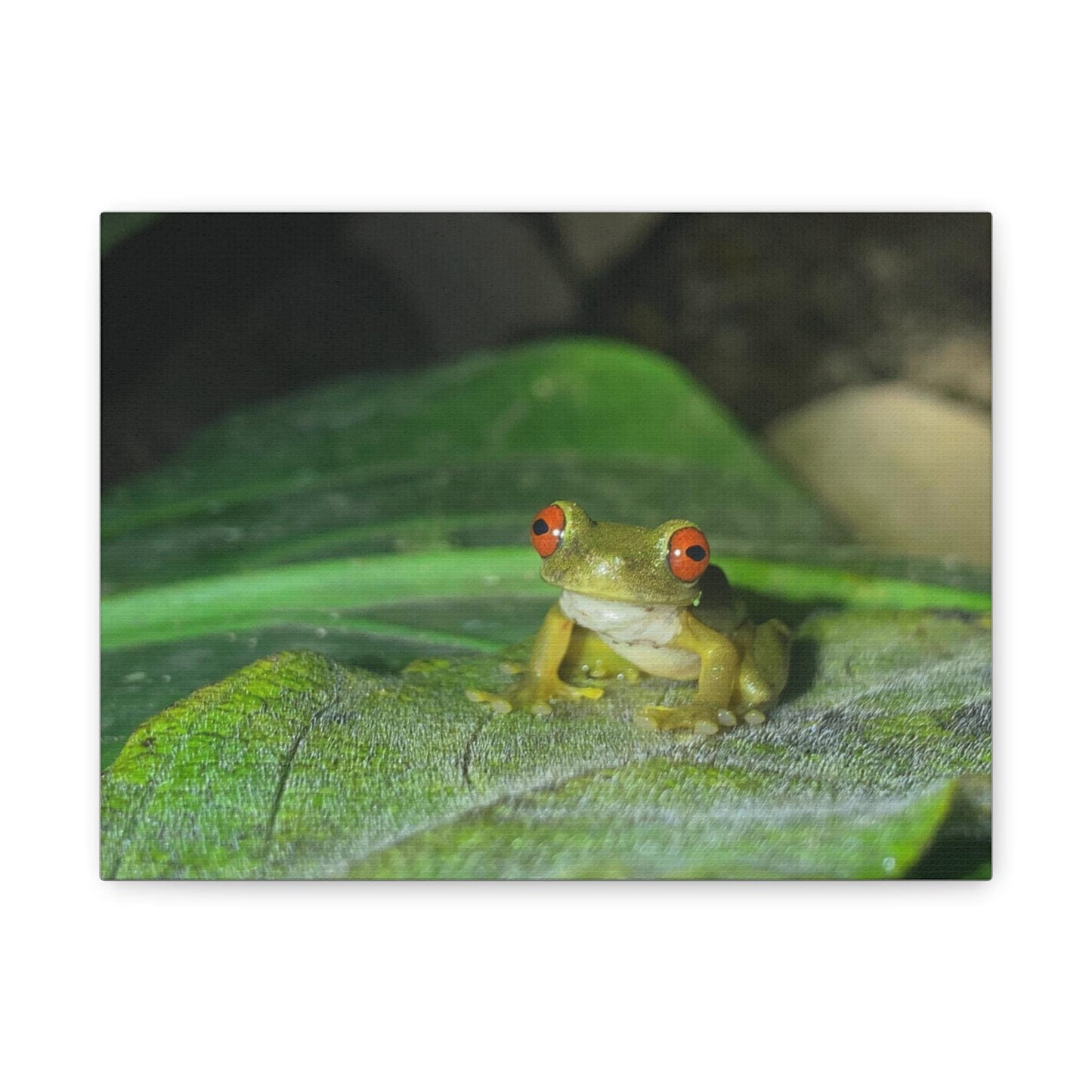 Red-Eyed Tree Frog Matte Canvas | Stretched Wall Art