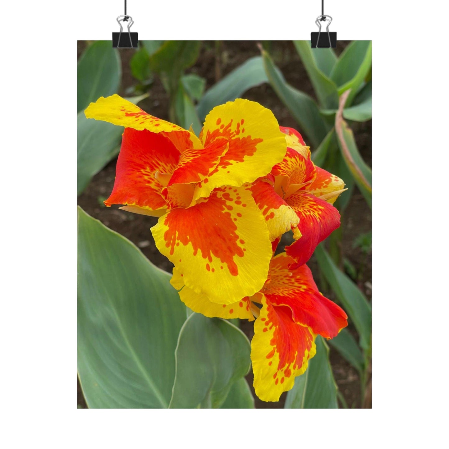 Yellow Red Canna Lily Matte Poster | Floral Wall Art, Botanical Print