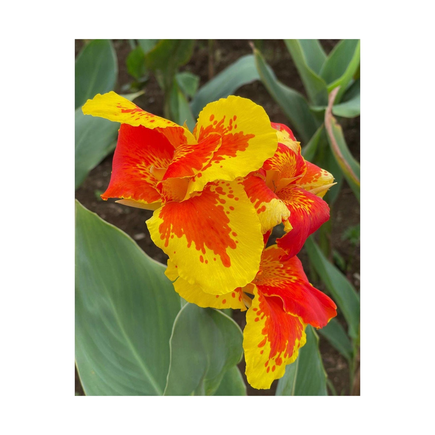 Yellow Red Canna Lily Matte Poster | Floral Wall Art, Botanical Print