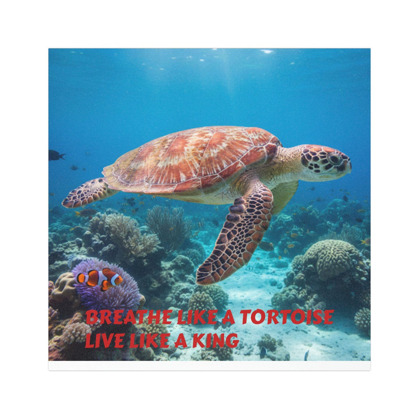 Sea Turtle Car Magnet | Ocean Reef Decor, Coastal Style