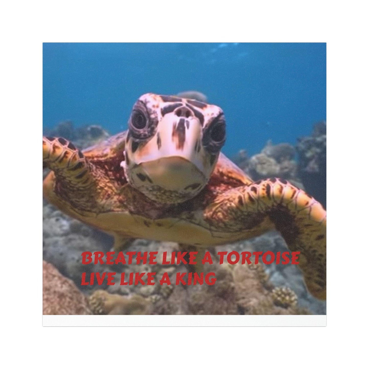Turtle photo with quote Car Magnet | Breathe like a Tortoise live like a King